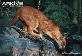 Illustration for article titled Caturday - Profelis aurata Edition